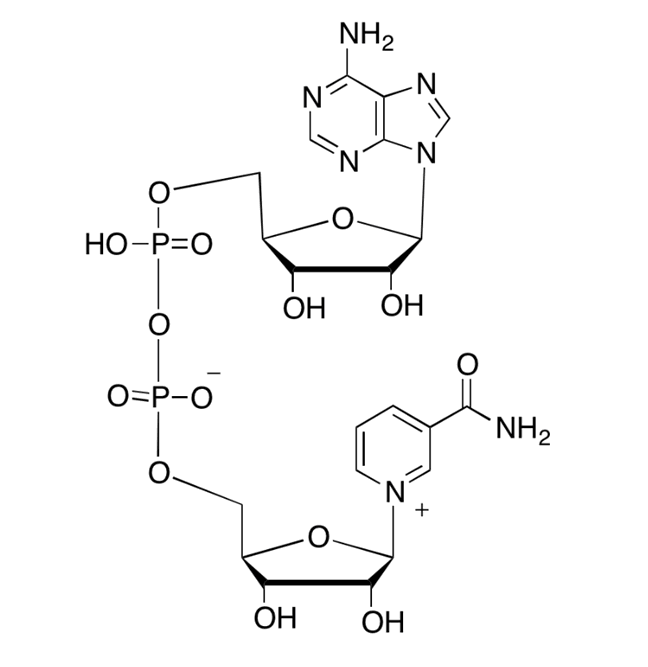 β-Nicotinamide Adenine Dinucleotide