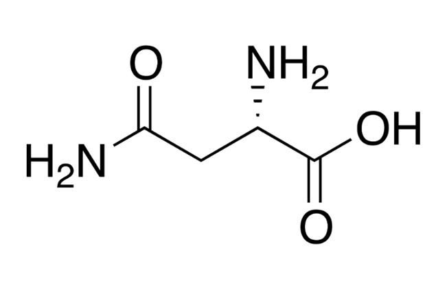 L-Asparagine