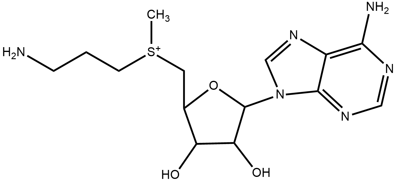 Decarboxylated S-Adenosylmethionine